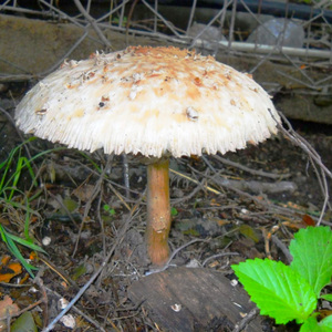 Servilleta