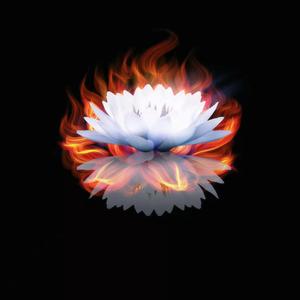 Rebellious lotus叛莲