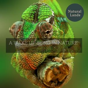 Scrub Land Dawn Wetlands