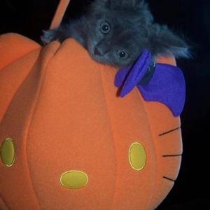 trick or treat (feat. hoshie star)