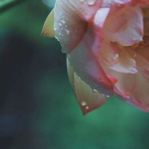 那些花儿（Cover 朴树）
