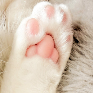 結婚するなら猫好きの人