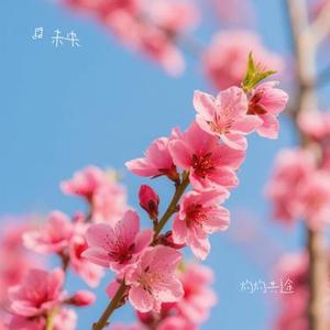 灼灼共途