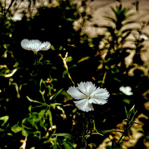 家的咏叹调 Nostalghia