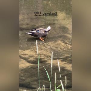 연인 (Version2)