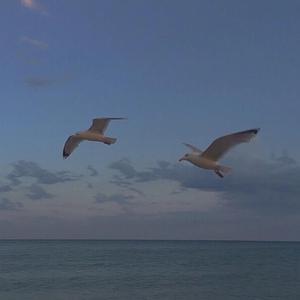 是首情歌（翻自 马頔）