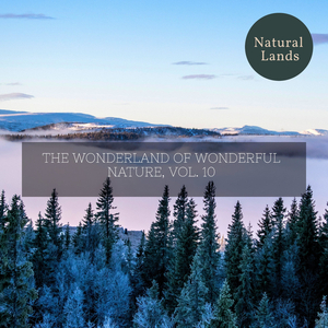 Venomous American Toads