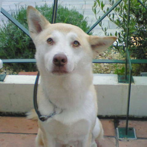 狂犬病って知ってるかい？