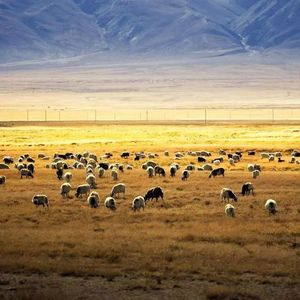 古战场藏语战歌