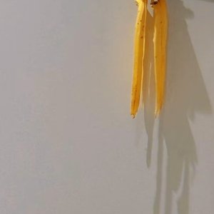 原代细胞转染就找金简达