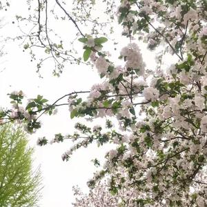 春天到了，一切都会好起来的