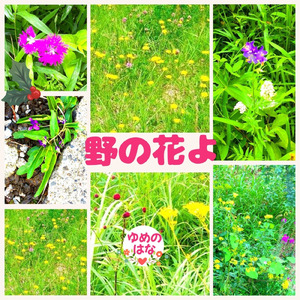 野の花よ