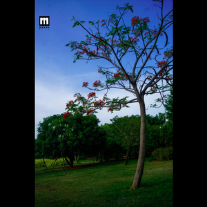 Parayuvaan Ishq Drop (flipped)