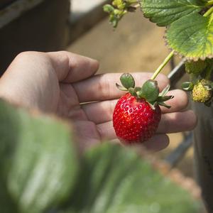 夏天，池塘里的鱼，和树下的你