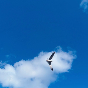 太平歌词-白蛇传