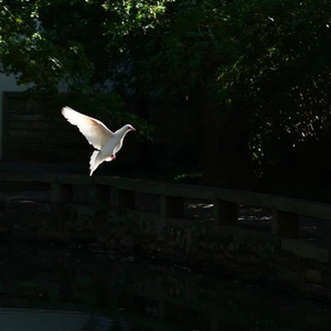 春山鸟鸣的悠然之境.wav