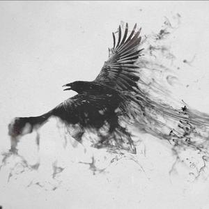 白鸽怎会爱乌鸦