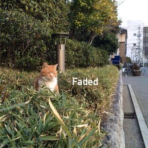 Faded