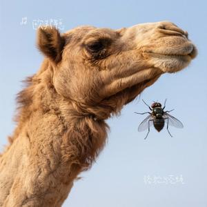 骆驼与苍蝇