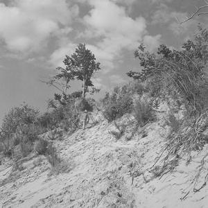 Free Parking on Forest Ave.