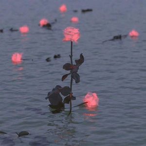 玫瑰