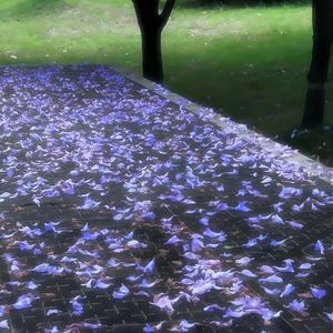 给五十年的情书 小橘zi_