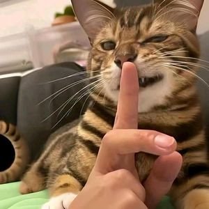 苏念版沙漠骆驼