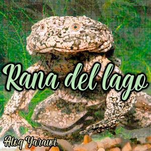 Rana del Lago