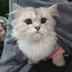 分手的距离（cover李魏西）