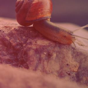 Hâu Hêt Nhưng Cô Gai