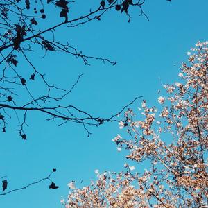 One Last Kiss （翻自 宇多田ヒカル）