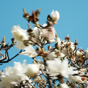 भारतीय सेना