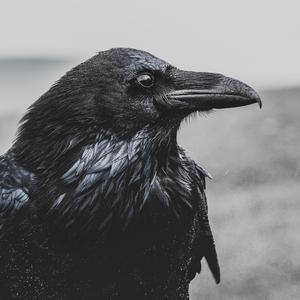 The Roots of: Northern Love