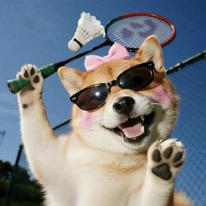 爱狗人士的表白