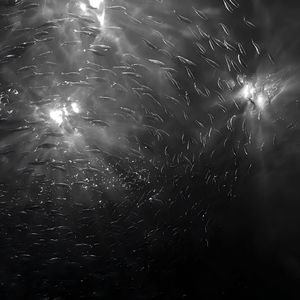 影鱼水中