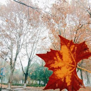 夏天的风（温柔版)