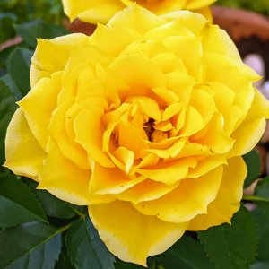 Acidendo Like a Rose