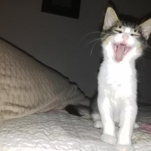 Alérgico (Acústico)