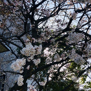 万宝路Marlboro(feat.freckle)