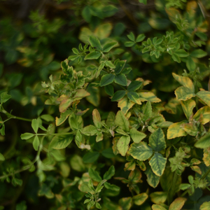 Χαμένος Παράδεισος (Χαλαρωτικοί Ήχοι)