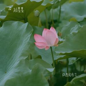 风里的普洁