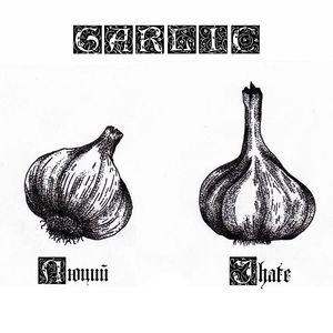 GARLIC