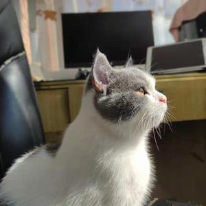 生日快乐(cover 李雪莱)