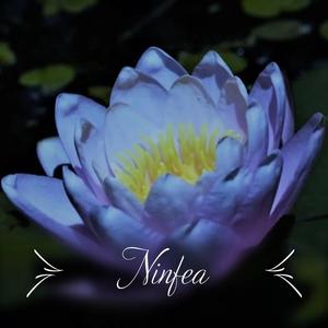 Ninfea