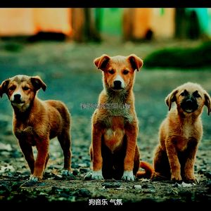 抚慰的幼犬回忆