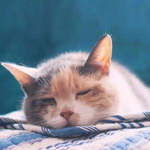 婉（翻自 王者荣耀）