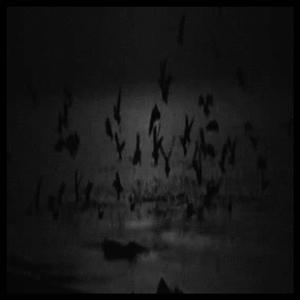 CROWS (feat. Jordy Moist)