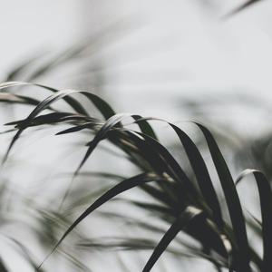 细长的树叶 (8)