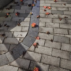 指纹(1).wav（翻自 想念）