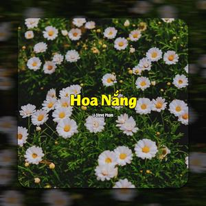 Hoa Nắng